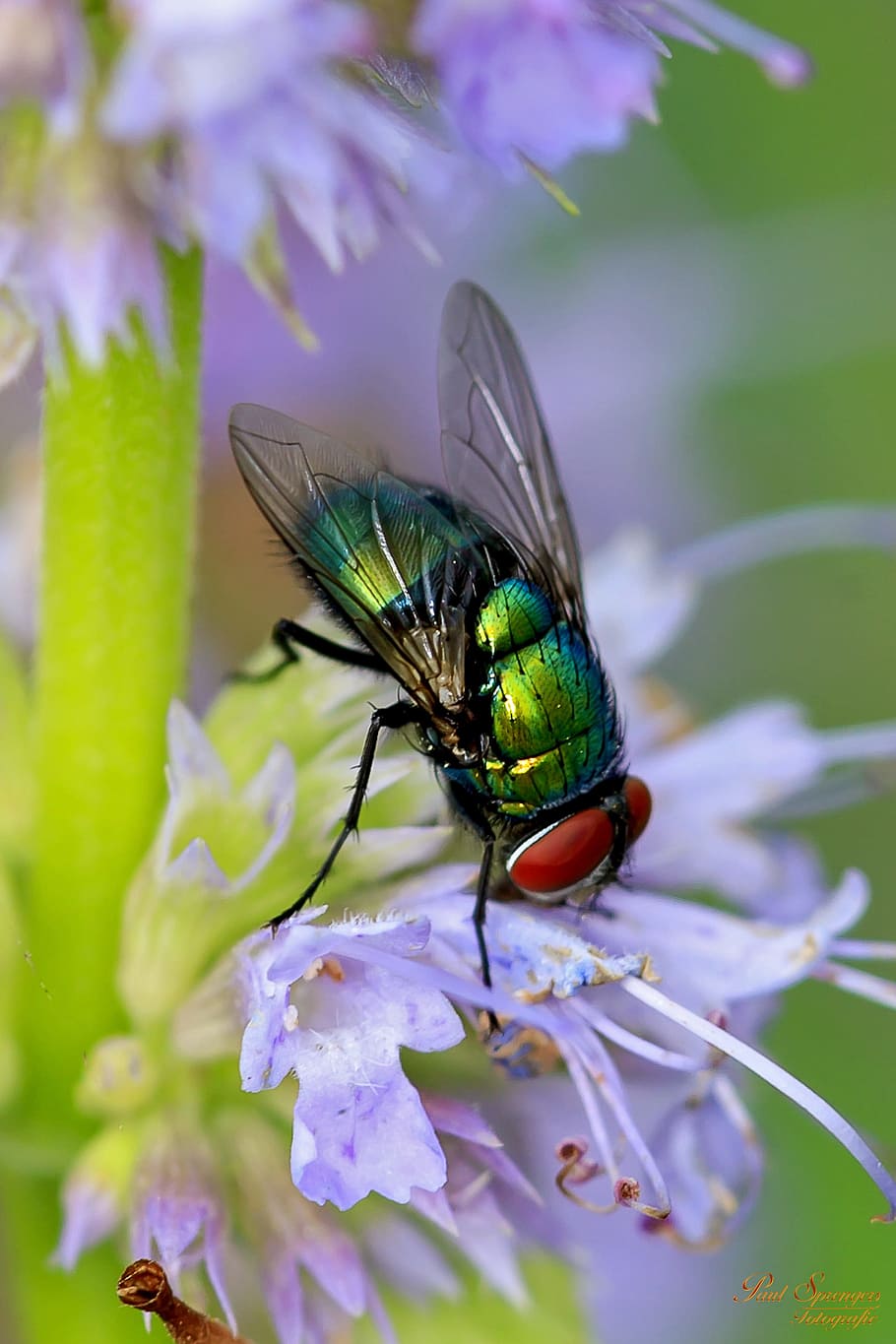 Macro, Flower, Fly, Nature, Close Up, bug, insect, one animal HD wallpaper