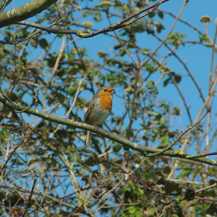 robin, singing, wildlife, songbird, red, vertebrate, tree, animal themes HD wallpaper