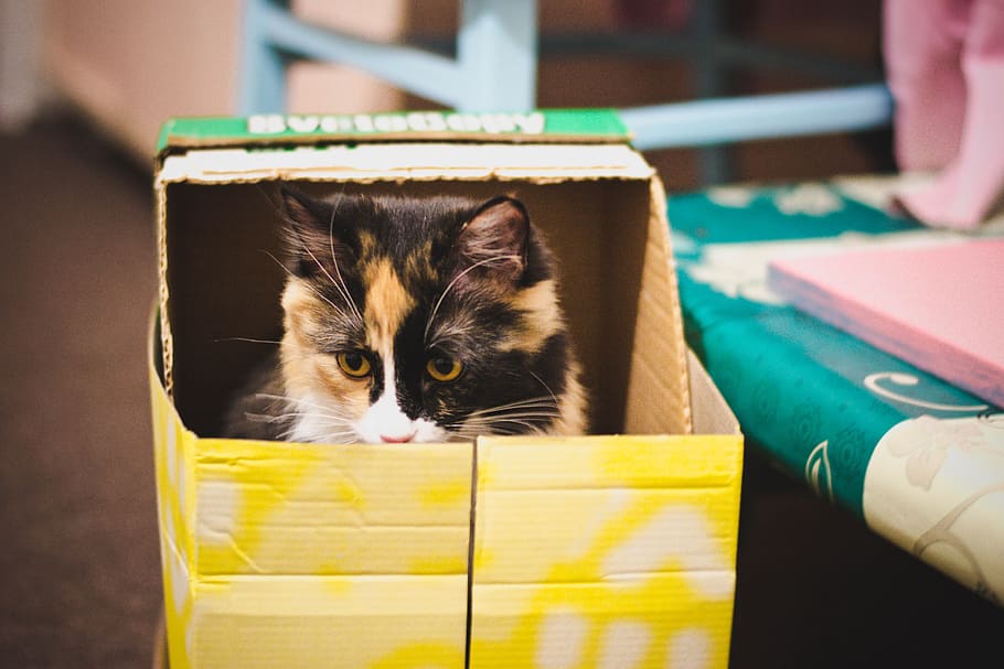 tortoiseshell cat in box, predator, pets, animal, domestic Cat HD wallpaper