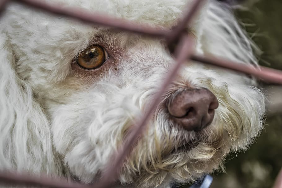 close-up photography of white toy poodle, Dog, Locked Up, Race