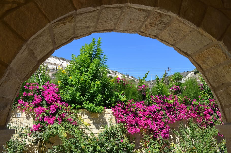 stone, wall, flowers, blue, sky, plant, flowering plant, growth HD wallpaper