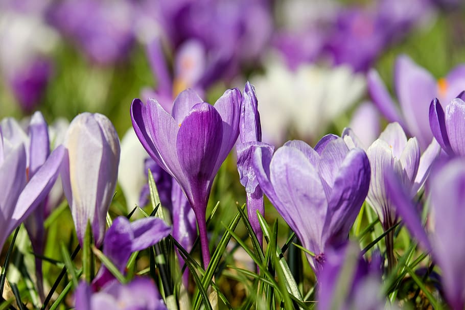focus photo of purple crocus flowers, blossom, bloom, violet HD wallpaper