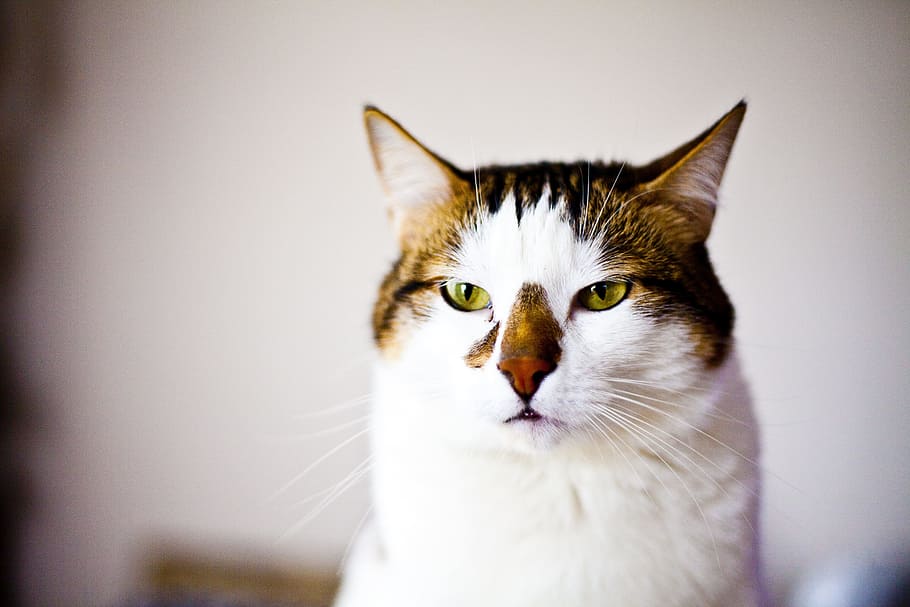 short-haired white and brown cat, serious, overview, sweet HD wallpaper