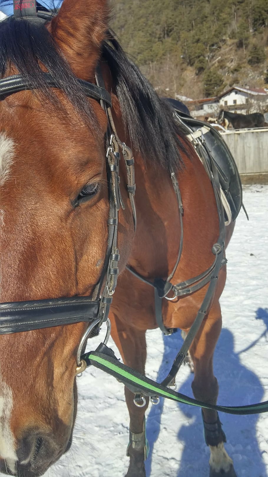 horse, bridle, saddle, brown, fur, domestic animals, livestock