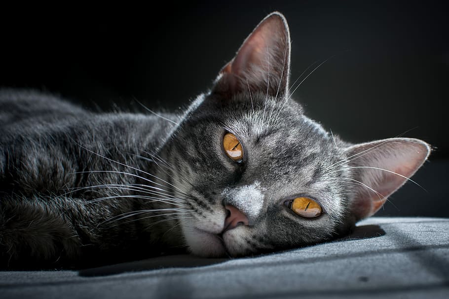 brown tabby cat laying on grey surface, gray cat lying on gray surface HD wallpaper