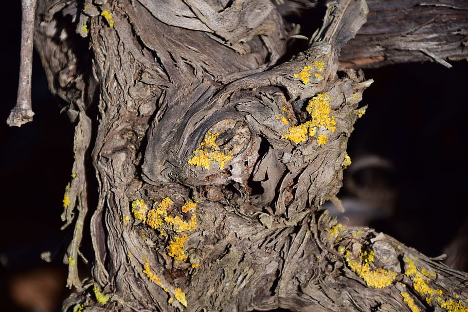 Wood, Old, Tree, Structure, gnarled, nature, cracked, dry, grapes wood HD wallpaper