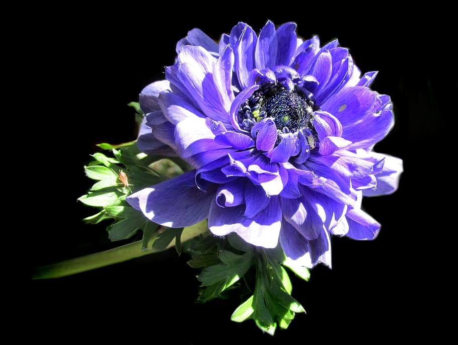 purple, anemone double, flower, flowering plant, fragility HD wallpaper