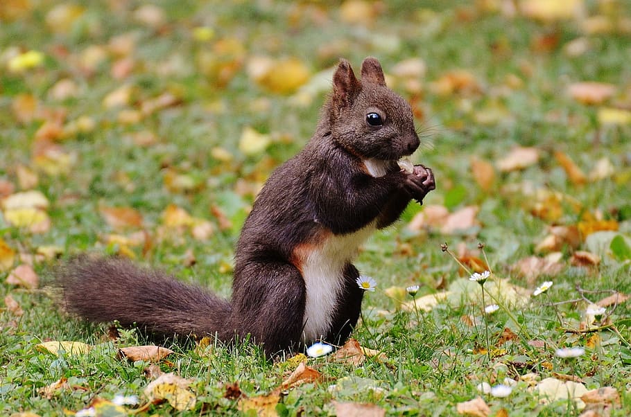 squirrel, nager, cute, nature, rodent, climb, garden, eat, brown HD wallpaper
