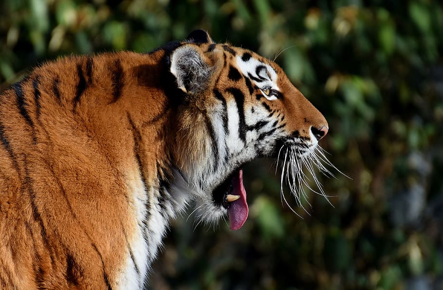 macro photography of tiger, predator, yawn, fur, beautiful HD wallpaper