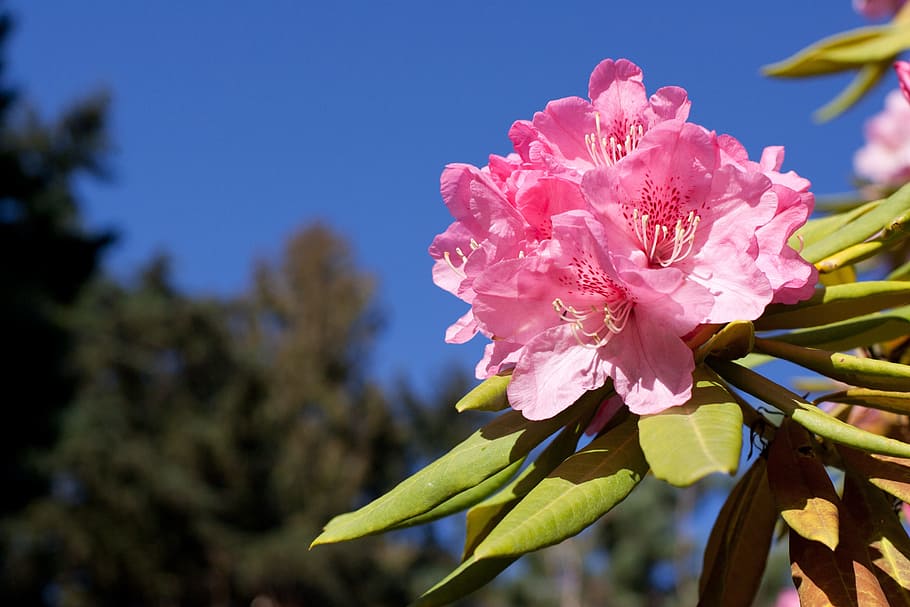 Rhododendron, Pink, Bloom, Flower, spring, blooming, nature HD wallpaper