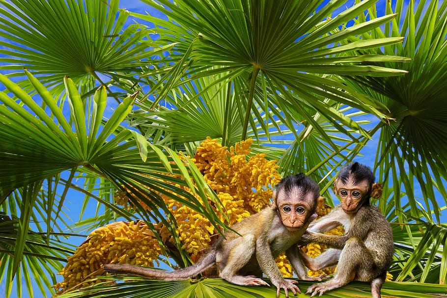 monkeys on tree, palm, tropical, summer, leaf, palm fronds, seeds, HD wallpaper