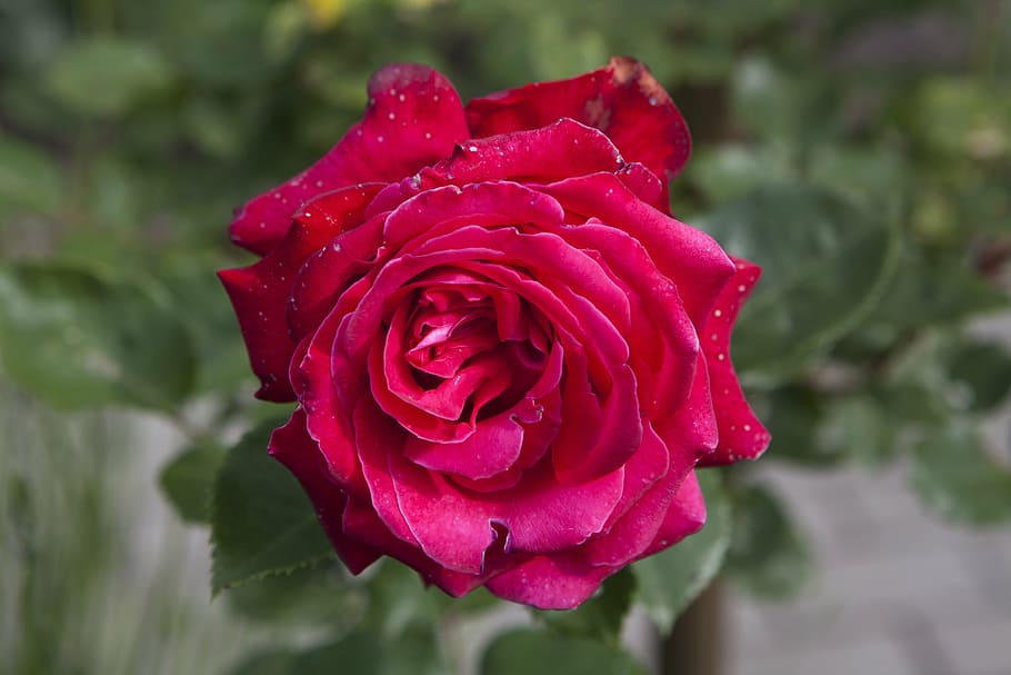 rose, nature, flower, red, plant, rose - Flower, petal, love HD wallpaper