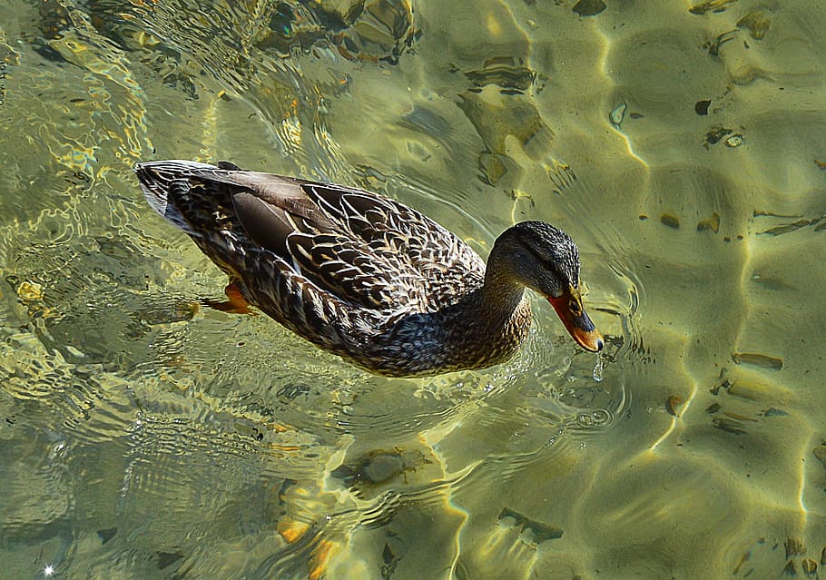 duck, water, nature, swim, one animal, animal themes, animals in the wild HD wallpaper