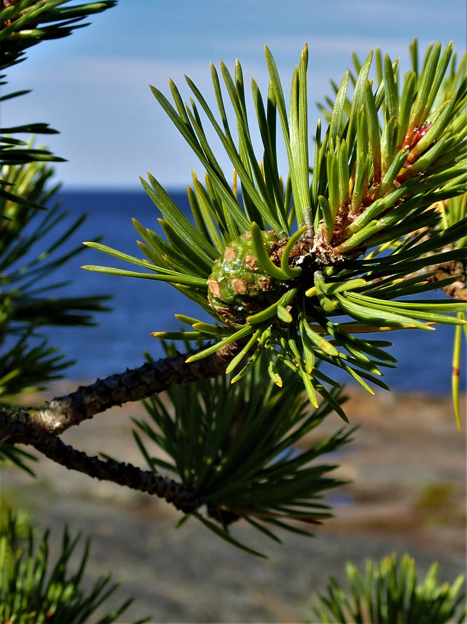 pine, cone, merenran to, plant, growth, tree, green color, nature HD wallpaper