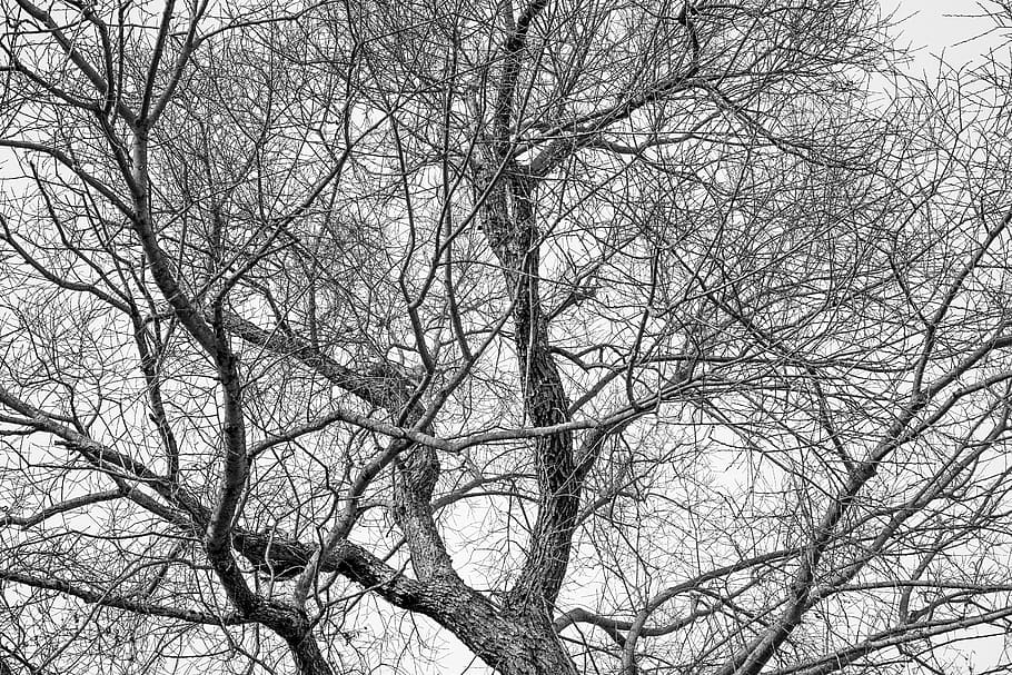 grayscale photography of bare tree, crown, treetop, nature, forest, HD wallpaper