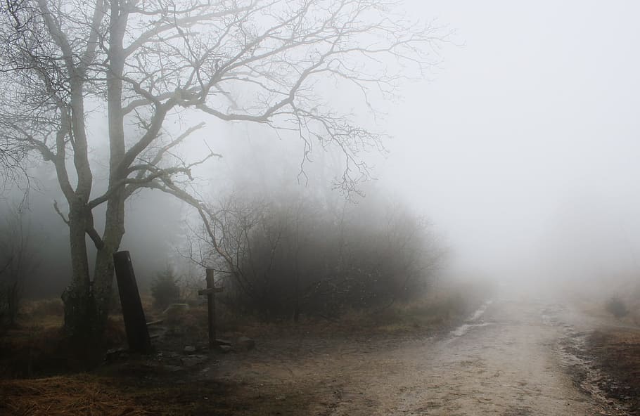 photo of foogy pathway with withered tree, bare trees, fog, grave