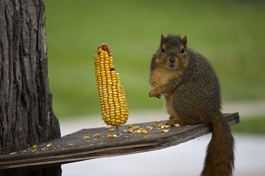 brown squirrel beside corncob, rodent, animal, mammal, wildlife HD wallpaper