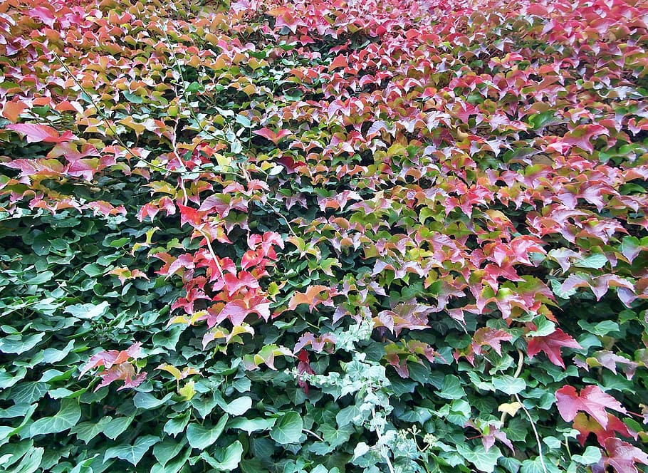 vine, colorful, background, growth, plant part, leaf, beauty in nature HD wallpaper