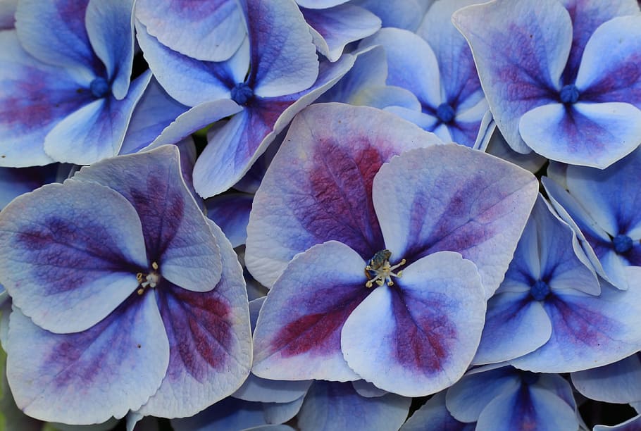 white-and-purple hydrangea flower in macro photography, blossom HD wallpaper