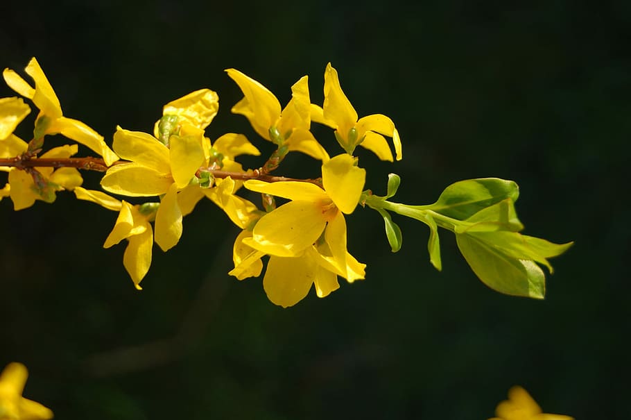 Spring, Flowers, Yellow, Nature, plant, petal, fragility, black background HD wallpaper