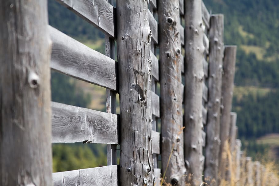 wood, tree, nature, old, wood - material, close-up, day, focus on foreground HD wallpaper