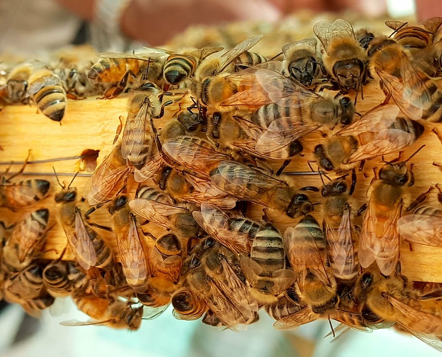 close-up photography of honeybees, wax, hive, frame, closeup