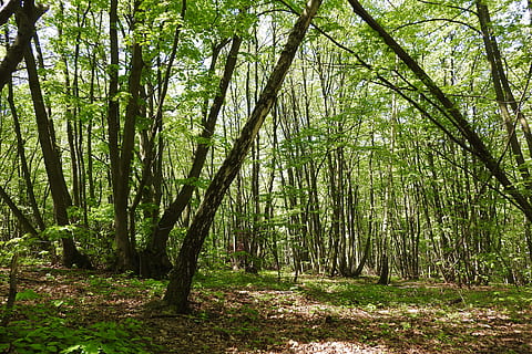 Coppice, Forest, Devin, polykormon, moravia, tree, nature, outdoors HD wallpaper