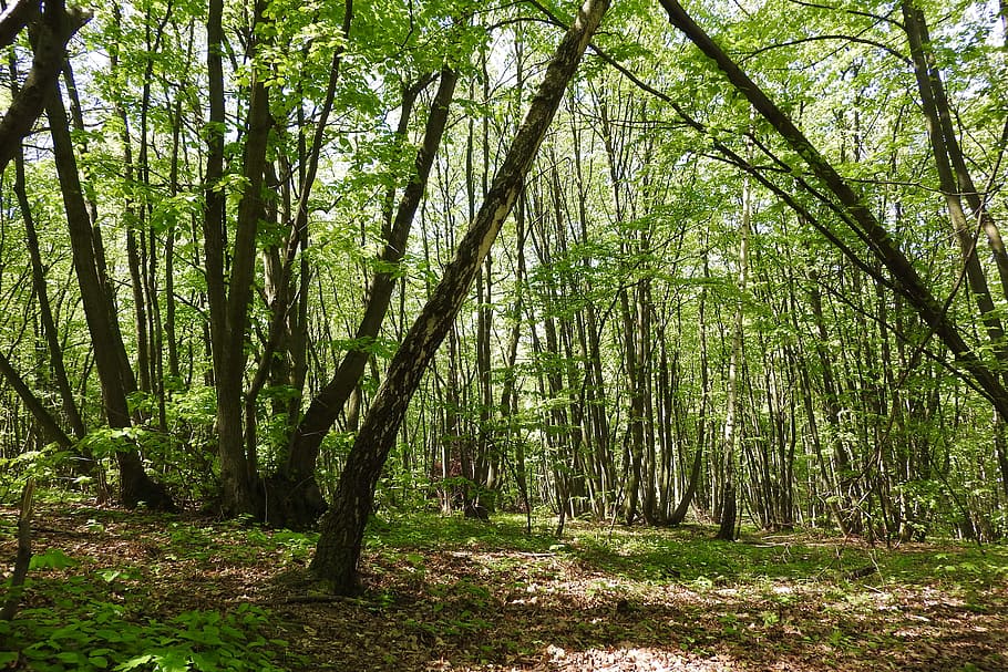 Coppice, Forest, Devin, polykormon, moravia, tree, nature, outdoors HD wallpaper