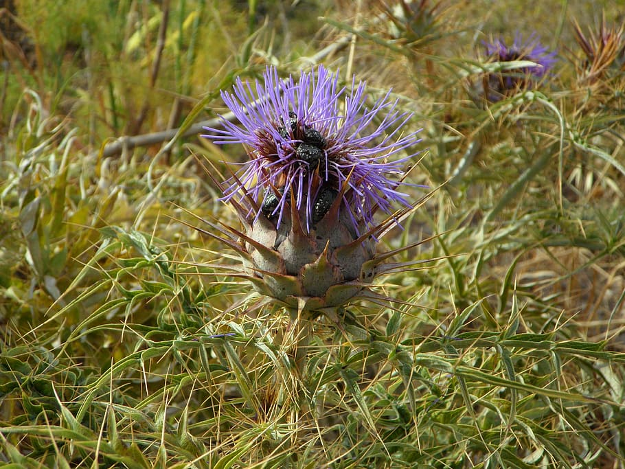 Thistle, Plants, Wild Flower, wild plants, blossom, bloom, prickly HD wallpaper
