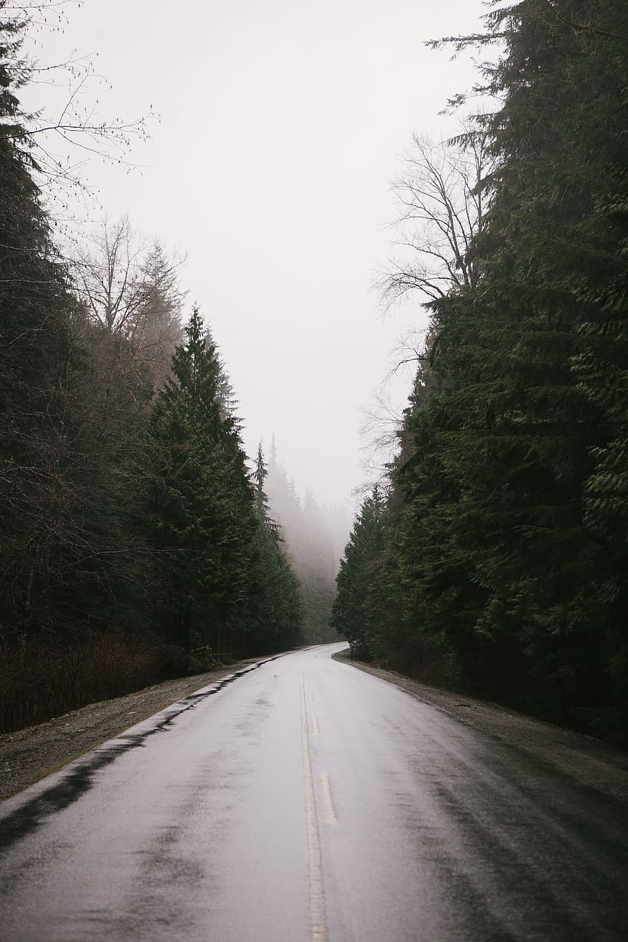 empty winding foggy road, gray road between trees, photography HD wallpaper