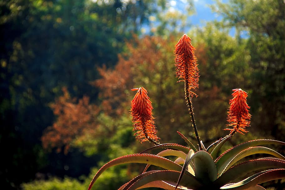 Aloe, Background, Flower, Cowslip, nature, plant, outdoors HD wallpaper
