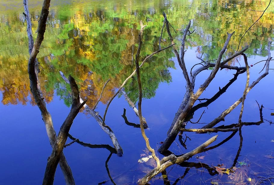 reflection, branches, water, nature, calm, outdoor, environment HD wallpaper