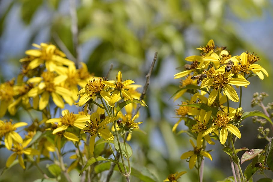flower, bee, yellow, plant, flowering plant, growth, beauty in nature HD wallpaper