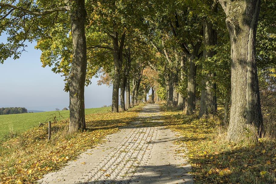path and trees during daytime, ore mountains, autumn, scheibenberg HD wallpaper