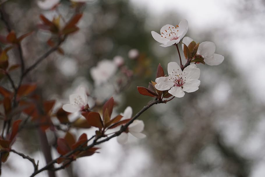 Plum Blossom, Spring, samuume, flower, fragility, branch, tree HD wallpaper