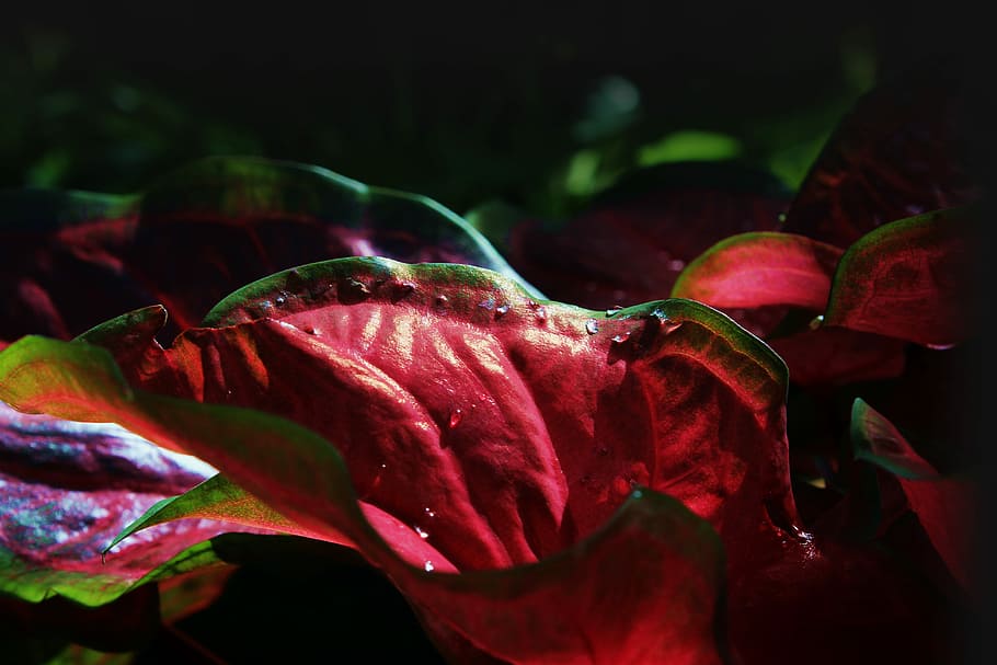 Nature, Leaf, Tree, Green, Plant, Forest, natural, leaves, organic HD wallpaper