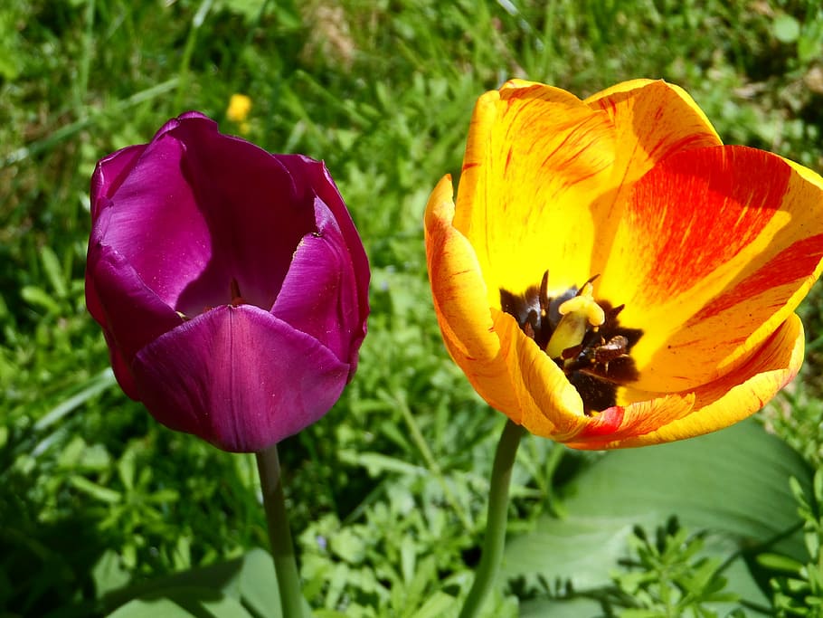 Tulip, Orange, Red, Violet, Purple, light, blossom, bloom, flower, HD wallpaper