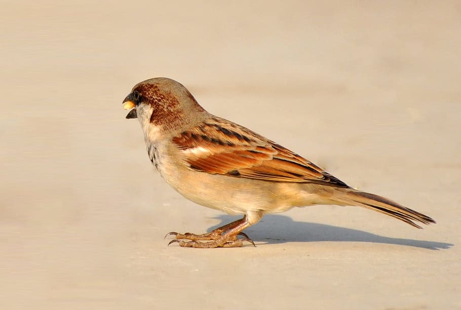 Sparrow, Bird, Nature, Brown, birds, feather, beautiful, feathers, HD wallpaper