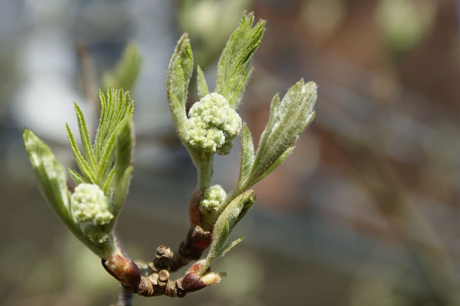 spring, bud, branch, growth, mountain ash, hope, live new, plant HD wallpaper