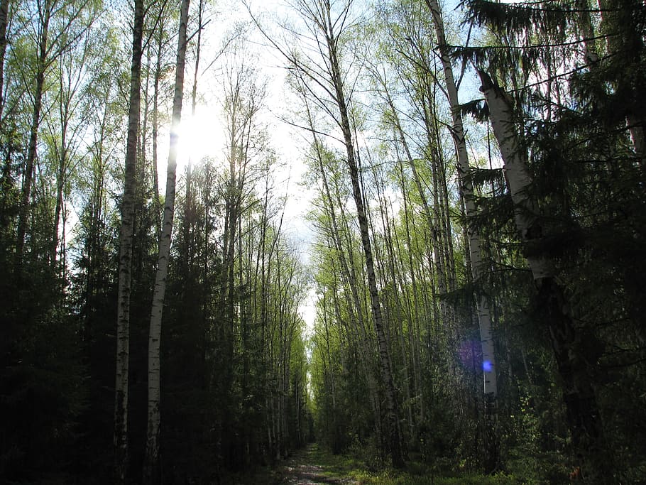 spring, forest, sky, blue, sun, nature, trees, landscape, stroll HD wallpaper