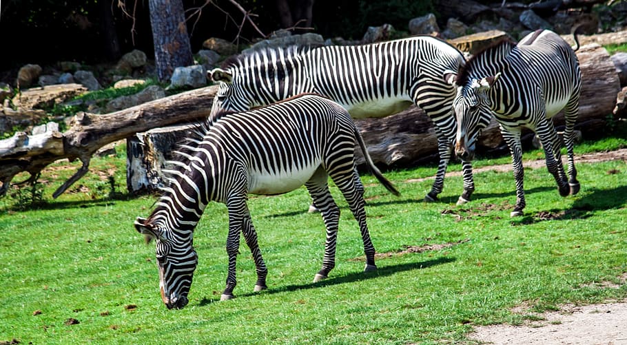 three zebra on green grass field, zoo, striped, black, white, HD wallpaper