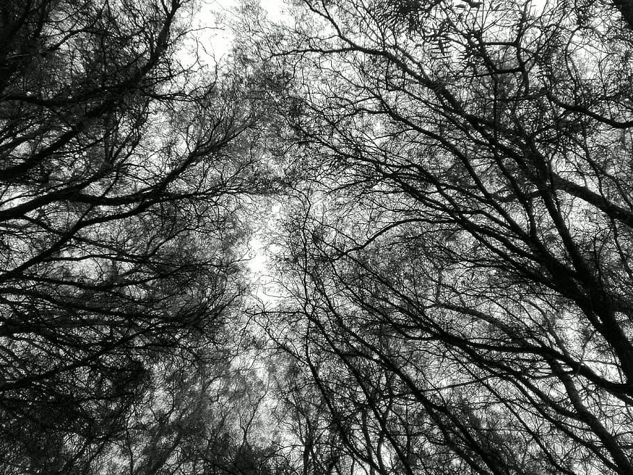 Tree, Black And White, trees, nature, low angle view, branch HD wallpaper