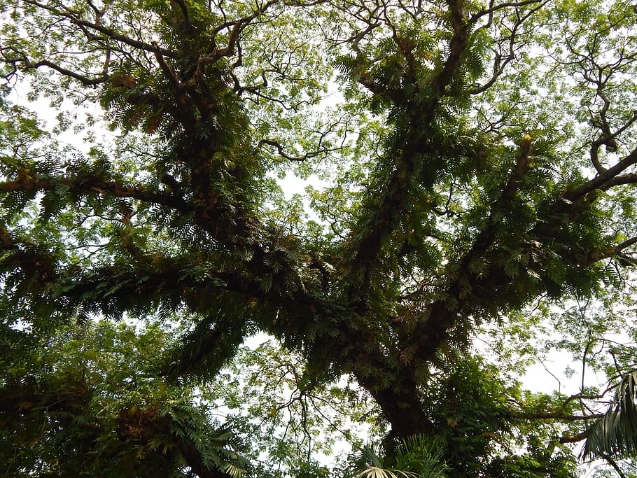 Tree, Old, Nature, Branch, Leaf, old tree, green, environment HD wallpaper