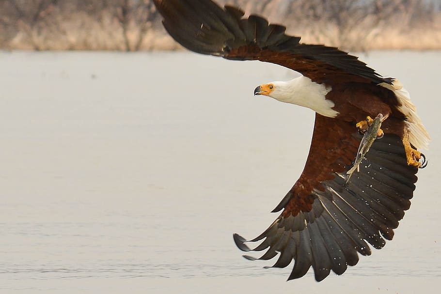 Eagle, Bird, Fish, Raptor, Animals, Lake, one animal, animal themes HD wallpaper