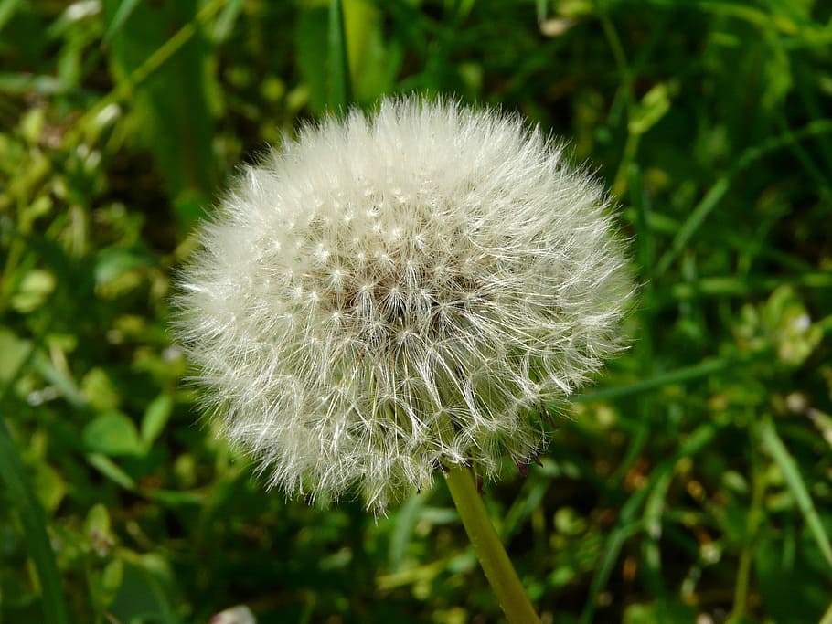 Dandelion, Meadow, Close, flower, nature, fragility, growth HD wallpaper