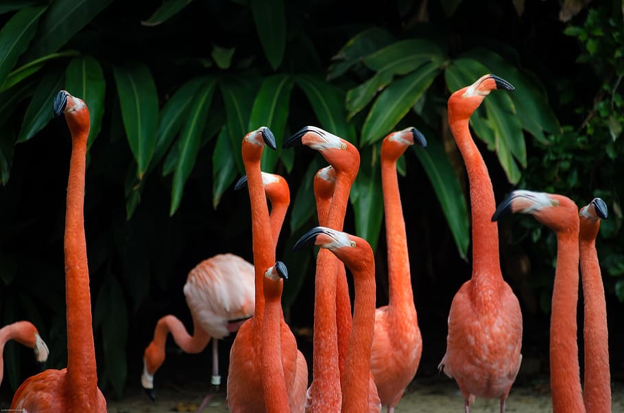 HD wallpaper: long, neck, orange, birds, animal, green, group of animals |  Wallpaper Flare