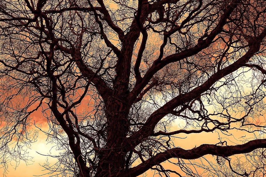 black tree digital wallpaper, branch, bare, leafless, winter tree HD wallpaper