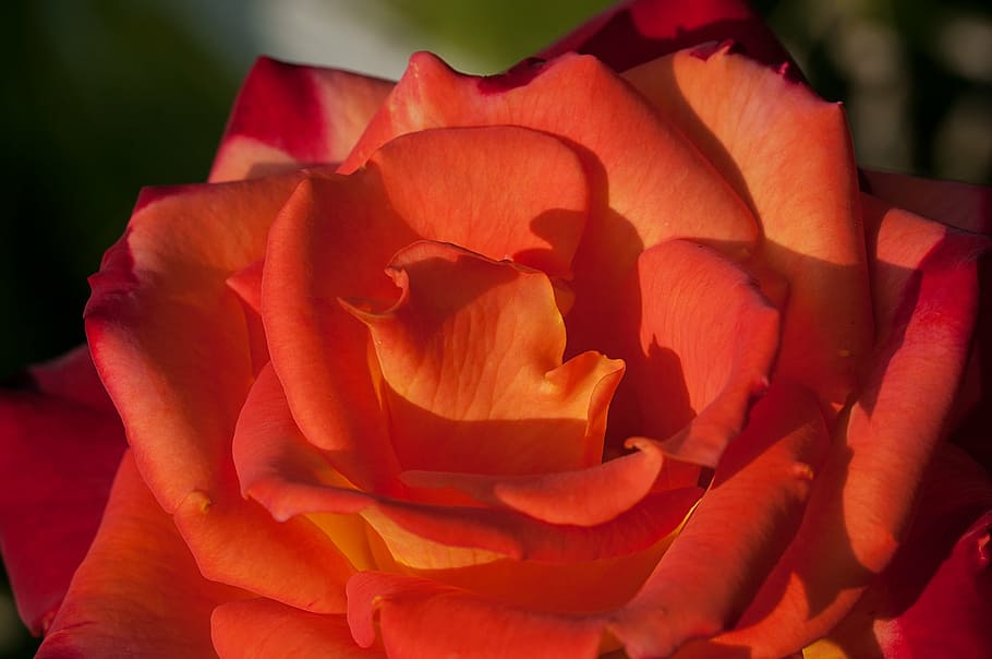 rose, flower, orange, red, orange red, blossom, bloom, open flower HD wallpaper