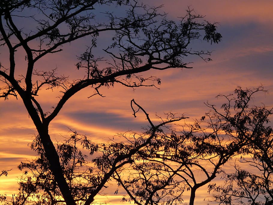 sunset, sky, clouds, afterglow, tree, abendstimmung, romance HD wallpaper