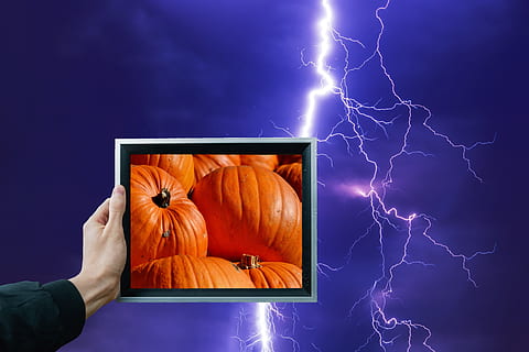 pumpkin, fruit, orange, autumn, cucurbita maxima, choose, large HD wallpaper